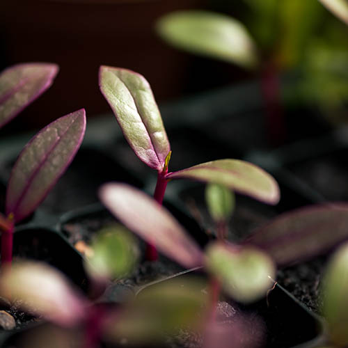 het Kleverland Nijmegen