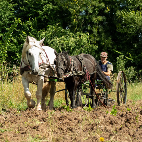 Gitty het Kleverland